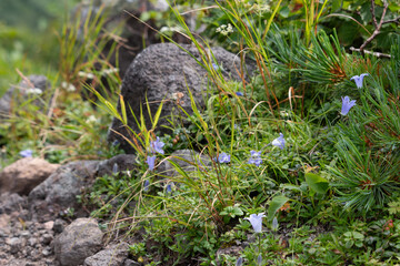 Blue campanula plant flowers growing by summer hiking trail