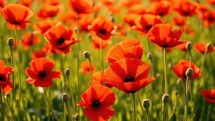 Obraz premium Vibrant Red Poppies in a Lush Field of Green, Capturing the Essence of Summertime Beauty