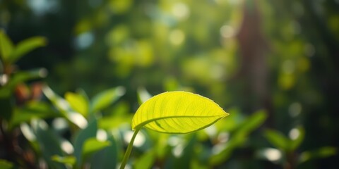 A Single Leaf Bathed in Sunlight, Glowing with Vibrant Green Hues, Contrasting with the Softly Blurred Background of Lush Foliage