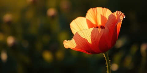 A single poppy flower basks in the golden light of the setting sun, its delicate petals illuminated in a symphony of orange and red hues.