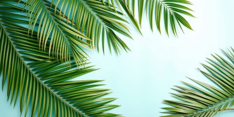 Obraz premium Tropical Palm Leaves Create a Simple yet Striking Frame Against a Light Blue Background