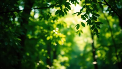 Sunlight filtering through the leaves of a forest canopy, creating a soft and ethereal glow.