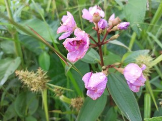 Melastoma affine, also known by the common names blue tongue, straits rhododendron or native lassiandra, is a shrub of the family Melastomataceae. Distributed in tropical and sub-tropical forests of I