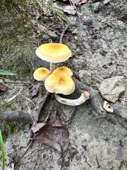 mushrooms on a tree