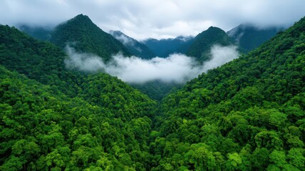 Obraz premium A peaceful valley with water vapor rising from dense vegetation, symbolizing the ecosystems natural balance