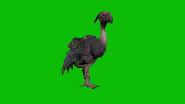Ostrich Background Green Screen