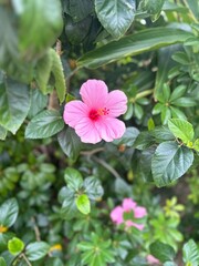 pink flowers in the garden