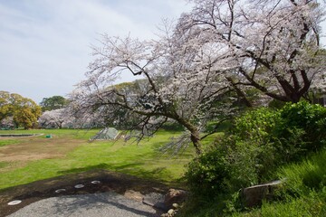 春の小田原市　桜の小田原城
