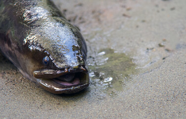 eels from new zealand