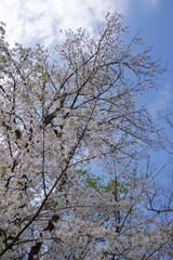 春の小田原市　桜の小田原城
