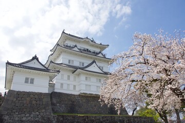 春の小田原市　桜の小田原城
