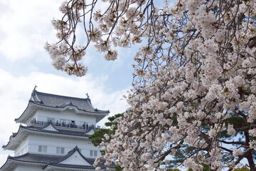 春の小田原市　桜の小田原城
