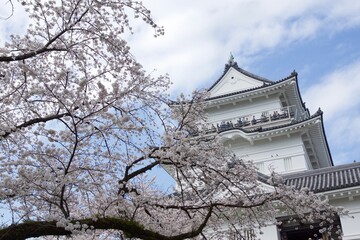 春の小田原市　桜の小田原城
