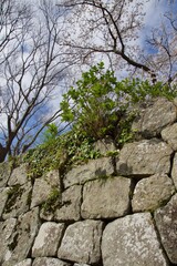春の小田原市　桜の小田原城
