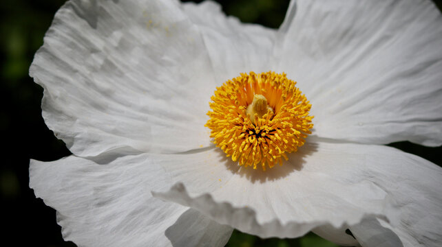 White Matilija Poppy