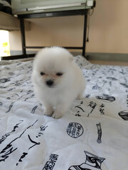 A small, white, fluffy Pomeranian puppy is running around the house.