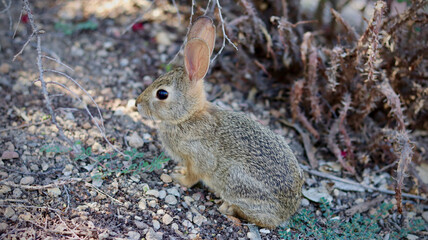 Wild Rabbit