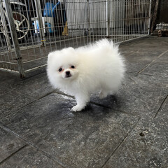 A small, white, fluffy Pomeranian puppy is running around the house.