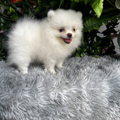 A cute, fluffy Pomeranian dog is sitting and taking pictures with a natural scene.