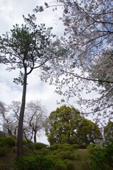 春の小田原市　桜の小田原城
