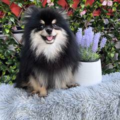 A cute, fluffy Pomeranian dog is sitting and taking pictures with a natural scene.