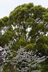 春の小田原市　桜の小田原城
