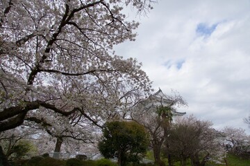 春の小田原市　桜の小田原城
