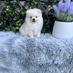 A cute, fluffy Pomeranian dog is sitting and taking pictures with a natural scene.