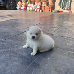 A small, white, fluffy Pomeranian puppy is running around the house.