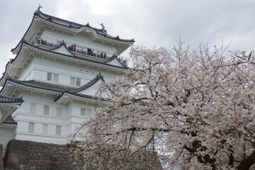 春の小田原市　桜の小田原城
