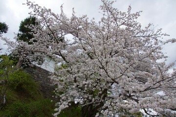 春の小田原市　桜の小田原城
