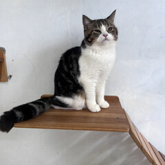 A short-haired, fluffy, fat, and cute Scottish Fold cat is relaxing in the house.