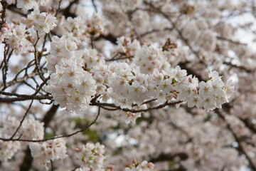 春の小田原市　桜の小田原城
