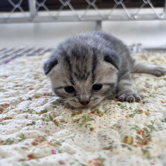 Cute kitten in the house, natural kitten photoshoot