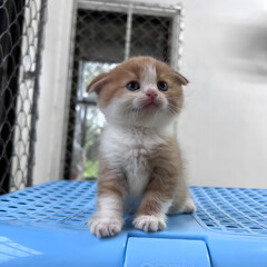 Cute kitten in the house, natural kitten photoshoot