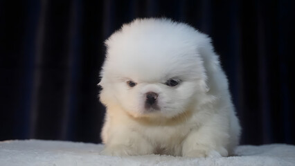 Cute white Pekingese puppy sitting on a black background.