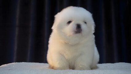 Cute white Pekingese puppy sitting on a black background.