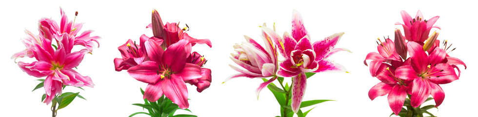 Collection pink lily flower isolated on white background. Fashionable creative floral composition. Summer, spring. Flat lay, top view