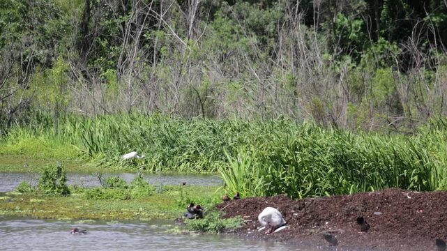 cisne