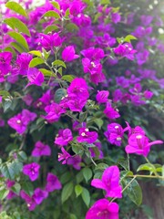 A lush display of vibrant purple bougainvillea flowers, surrounded by green leaves, creating a tropical and colorful backdrop.