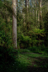 Obraz premium landscape shot of flora and fauna in the forest