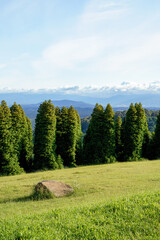 Fototapeta premium landscape shot of flora and fauna in the forest