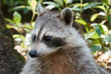 raccoons close up in the wild in Miami