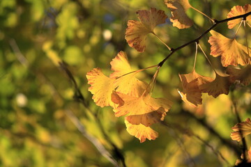 黄色く色づいたイチョウの葉