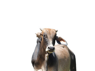 front of cow on white background