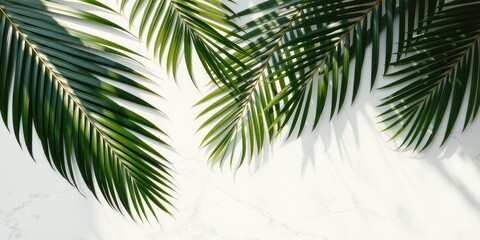Palm Fronds Cast Shadows on a White Marble Surface, Creating a  Natural  and Minimalist Design Aesthetic