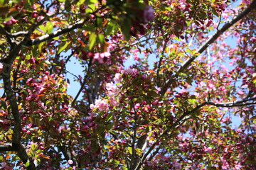 Tree in full bloom