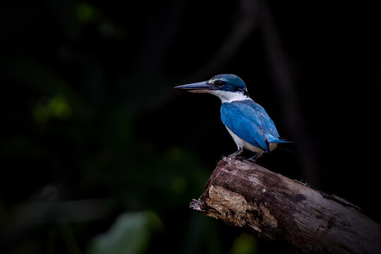 The collared kingfisher (Todiramphus chloris) is a medium-sized kingfisher belonging to the subfamily Halcyoninae, the tree kingfishers.