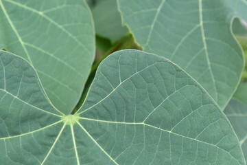 葉の葉脈