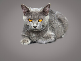Obraz premium British short hair gray cat with wide open orange eyes isolated on gray background